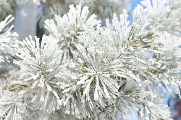 晴れた冬の日に雪に覆われた松の枝