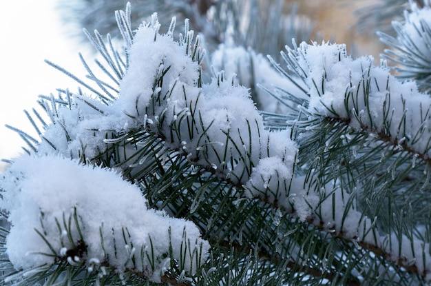 冷ややかな雪の中の松の枝スプルースのクリスマス ツリーの冬の霜