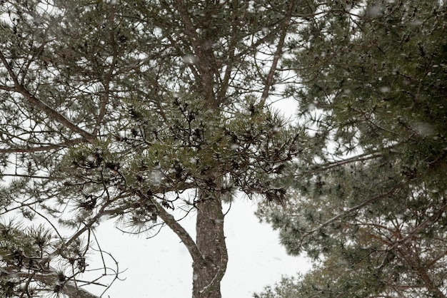 Pine branches under snowfall in the forest against the background of the sky