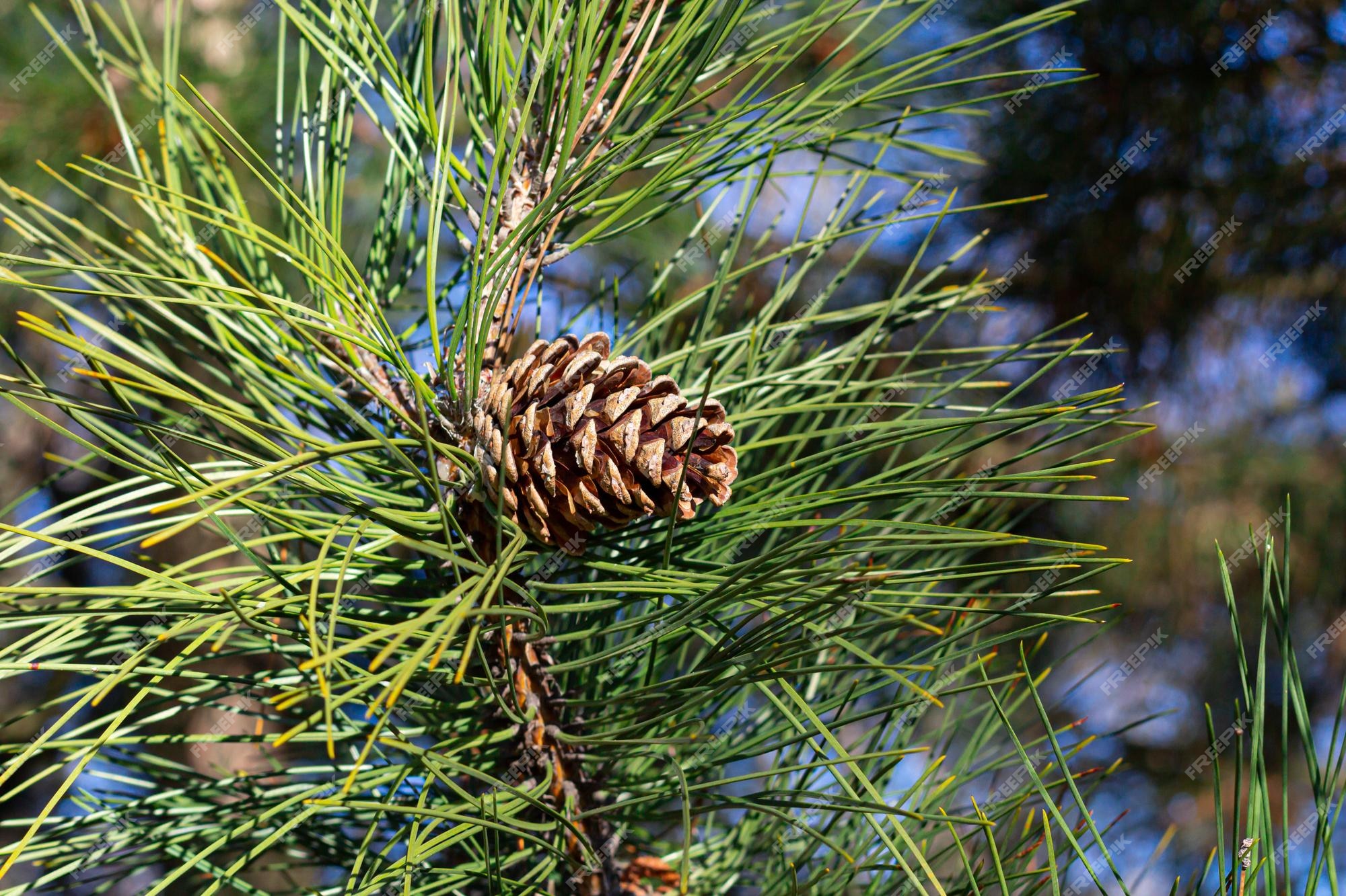 Premium Photo  Pine branches with cones background of pine branches