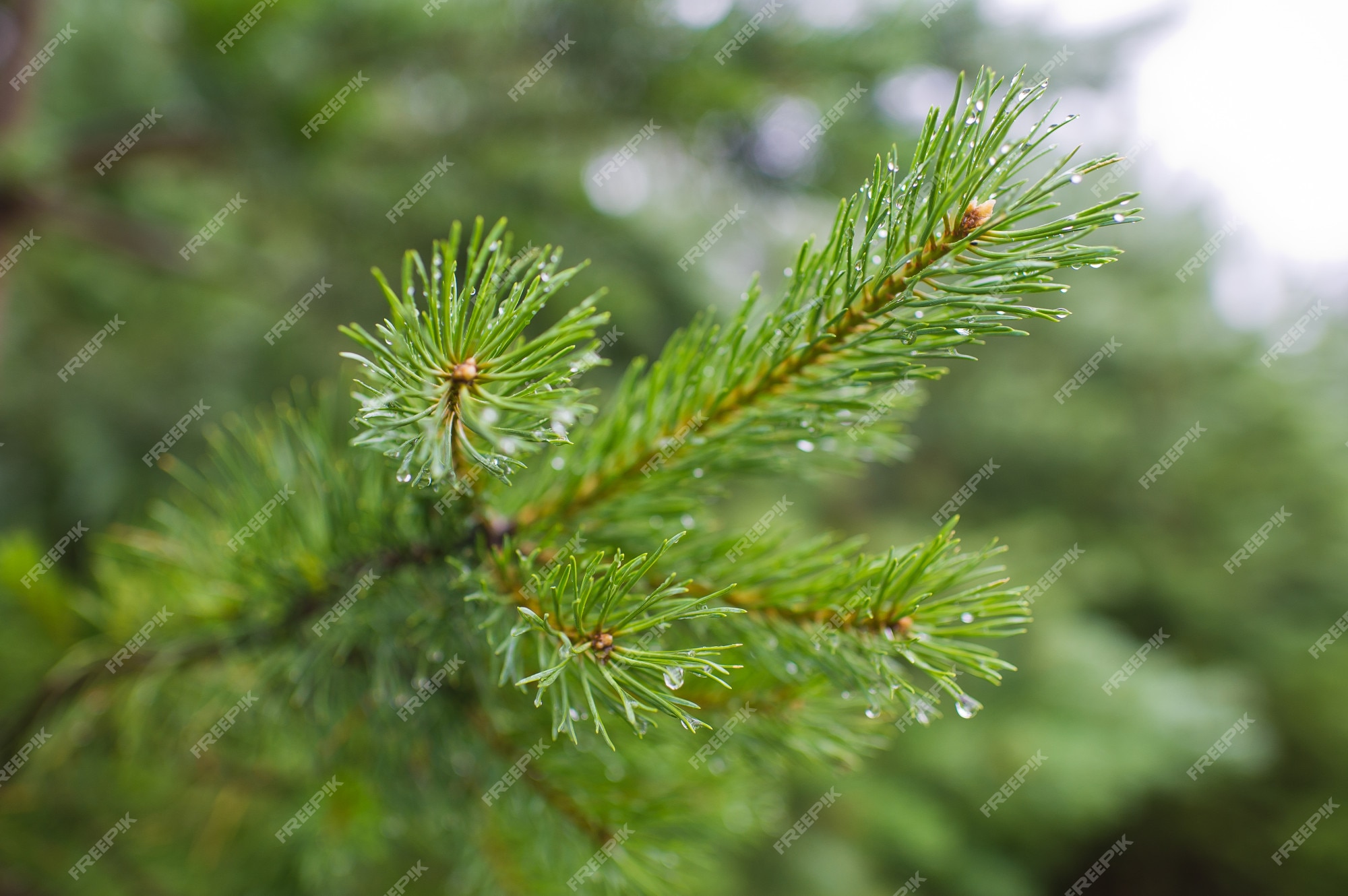 Premium Photo  Pine branches with drops of water on the needles.