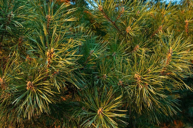 写真 針葉樹の緑のとげのある松の枝