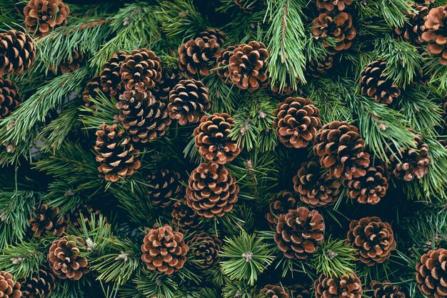 Photo pine branches with natural pine cones in the store