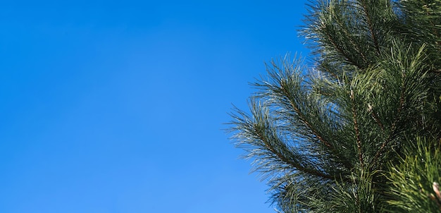 Pine branches with needles on a blue sky