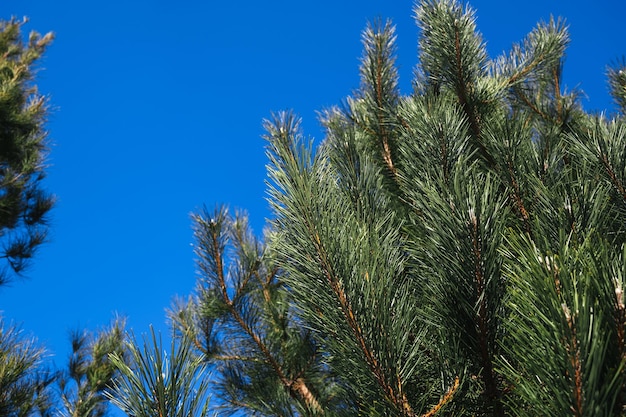 Pine branches with needles on a blue sky