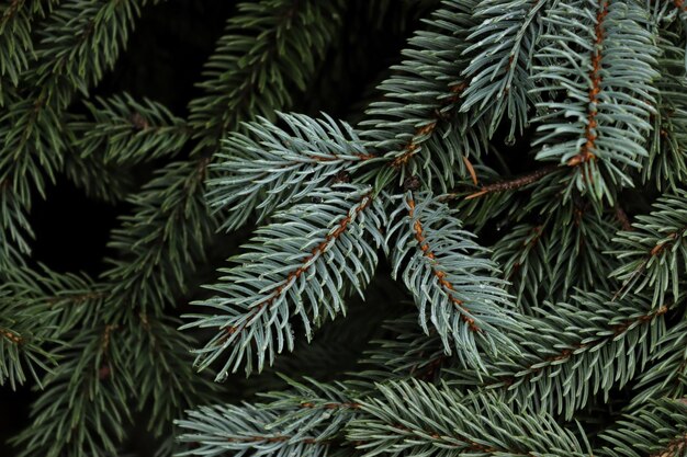 Pine branches