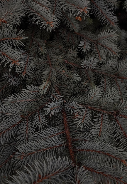 Pine branches