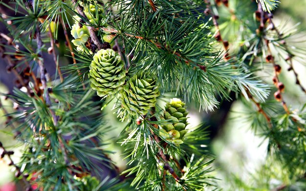 pine buds spruce tree cones