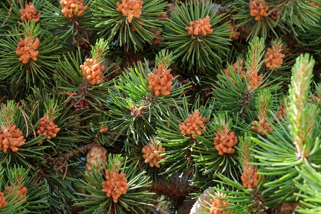 Pine closeup macro branch with cones flowers