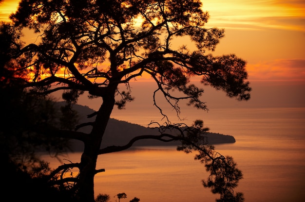 Pine on the coast of the sea at sunset