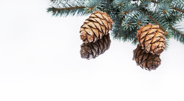 pine cone and branches of blue spruce with reflection