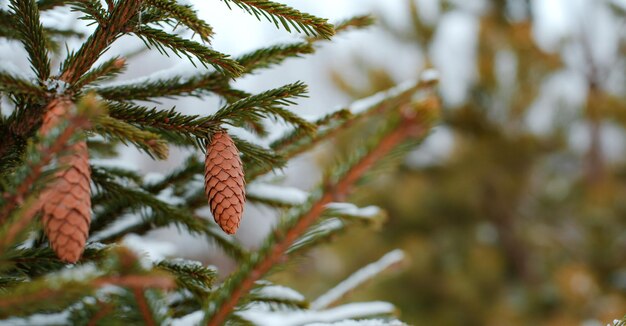 Pine cone and branches coniferous tree background outdoors bokeh