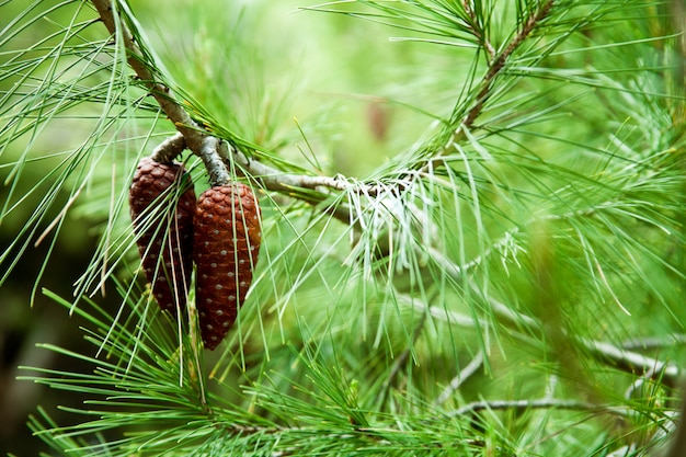 Pine cone and branches 