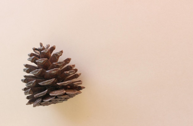 Pine cone. Christmas decor. Space for text