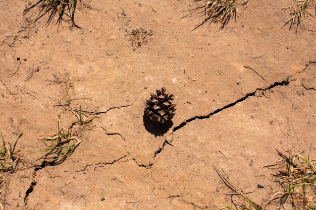 Pine cone on dry clay ground in the forest