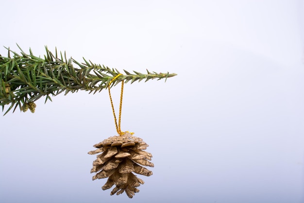 Pine cone at the edge of a stick