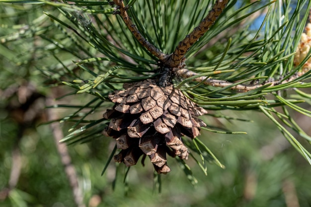 the pine cone on the green bench