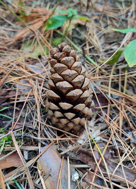 pine cone on the ground in the forest