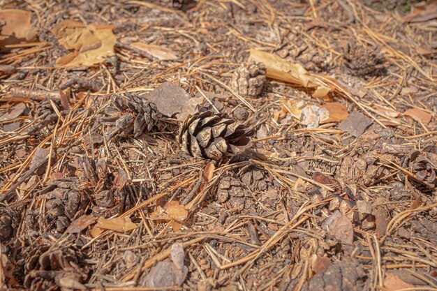 A pine cone on the ground with dry conifer branches Pine forest A fallen cone Coniferous trees