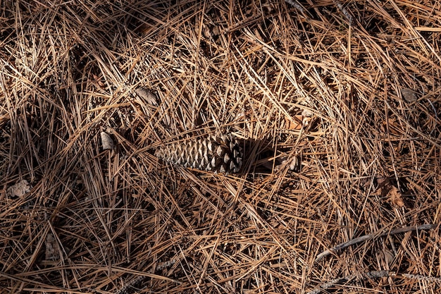 pine cone on a ground