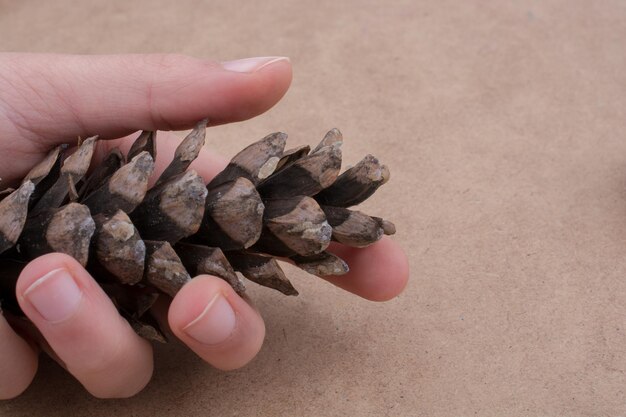 Pine cone in hand on a brown background