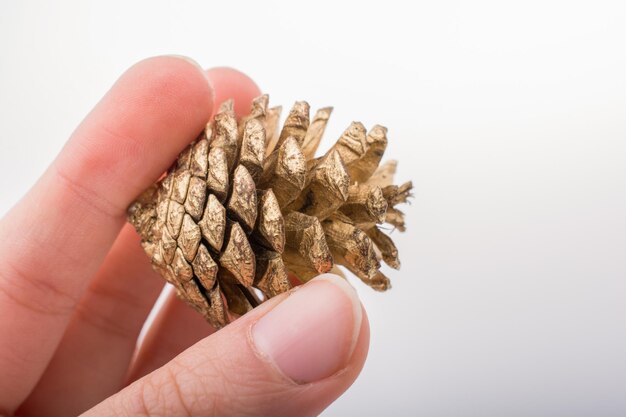 Pine cone in hand on a white background