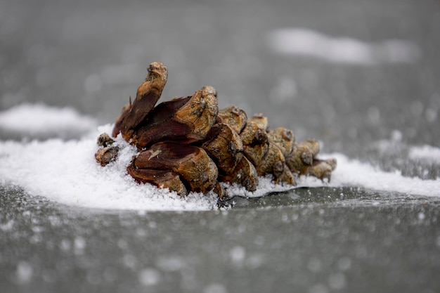 Pine cone on ice. Blurred background.