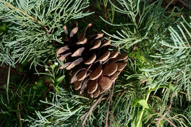 A pine cone is on a branch with green leaves