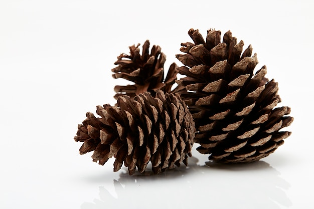 pine cone isolated on white background