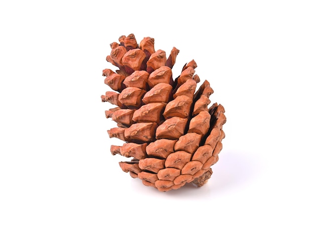 Pine cone isolated on white background