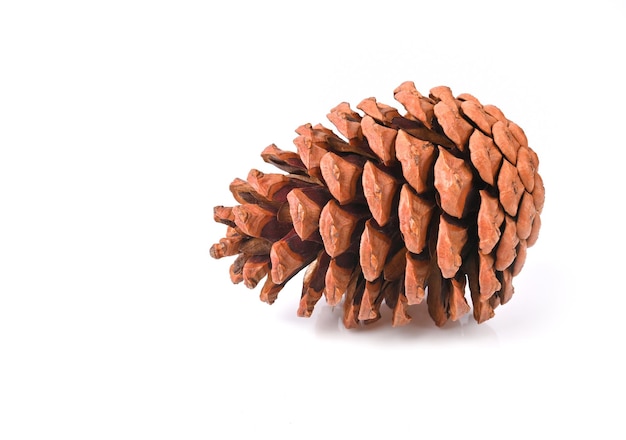 Pine cone isolated on white background