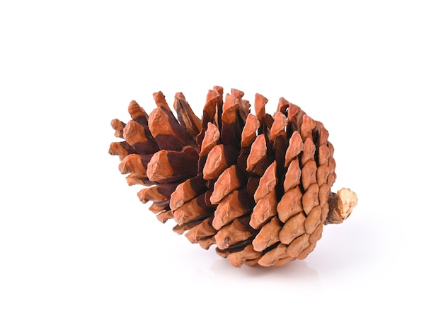 Photo pine cone isolated on white background