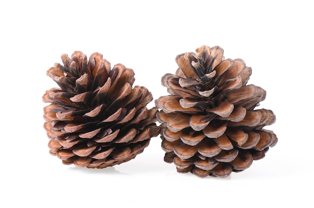 Pine cone isolated on white background