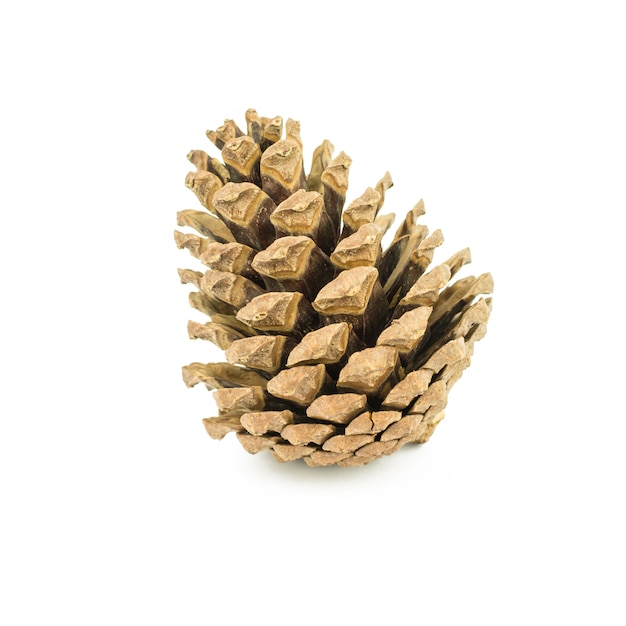 Pine cone isolated on white background