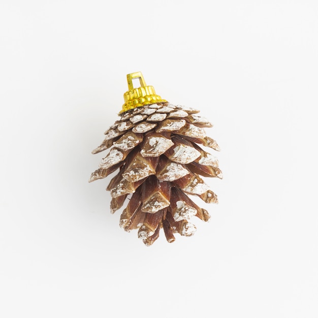 Photo pine cone isolated on white