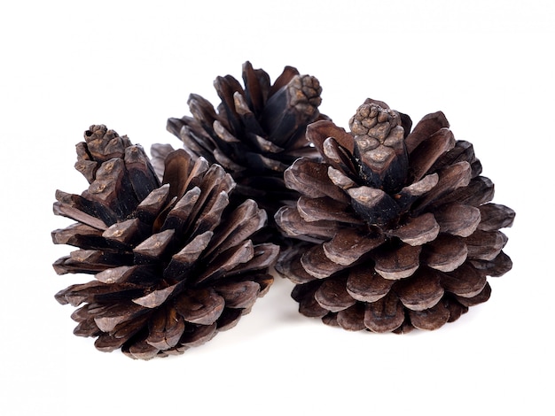 Pine cone isolated on white