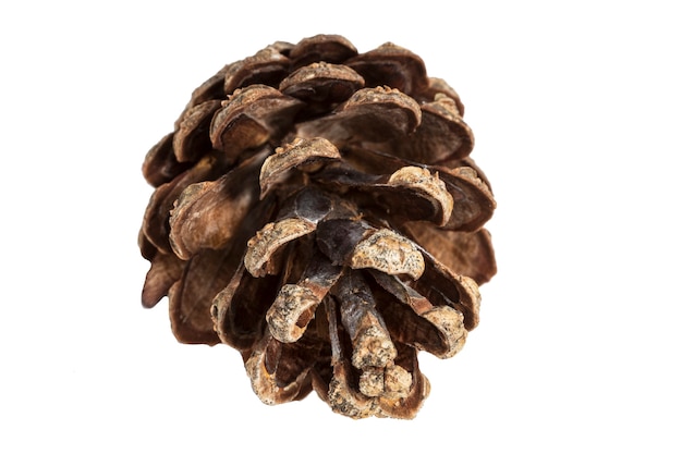 Pine cone isolated