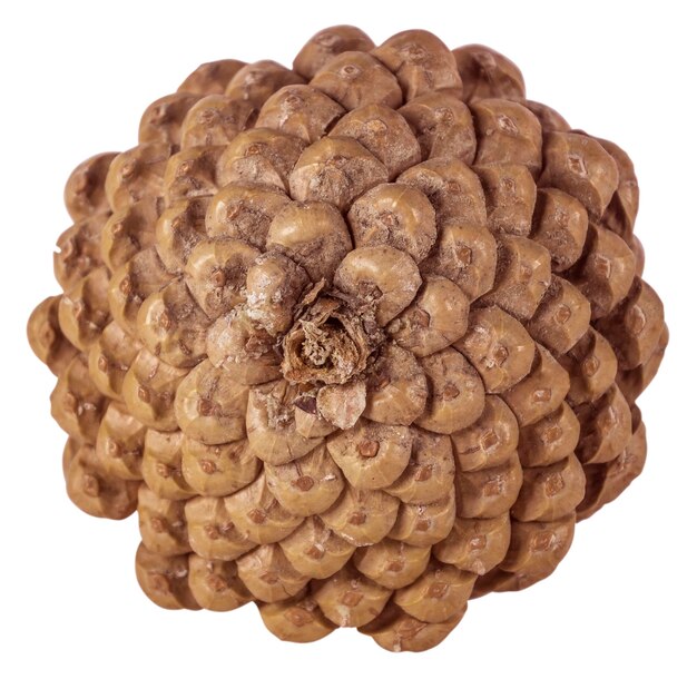Pine cone isolated