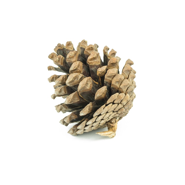 Pine cone isolated 