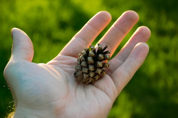 A pine cone lies on the palm of a male hand and it is sunlit