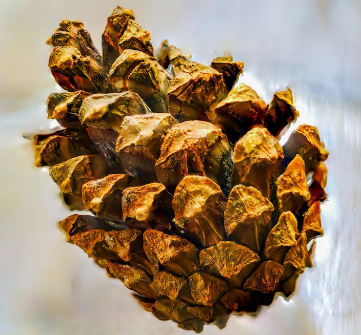 Photo pine cone in macro photo