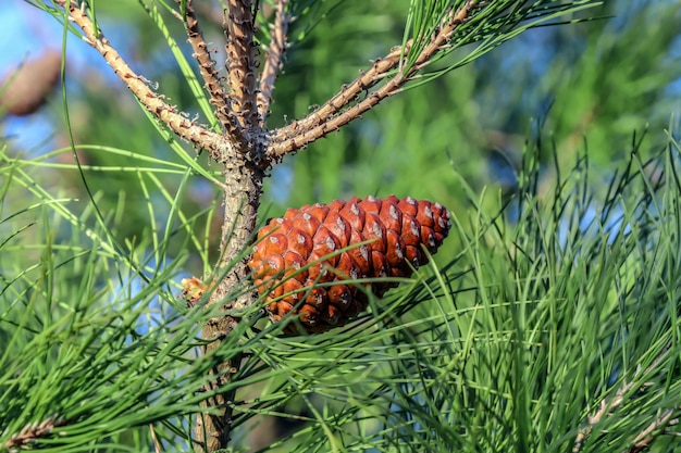 Pine cone Ponderosa coniferous tree in nature