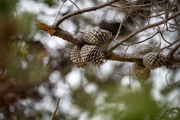 pine cone on a tree in america