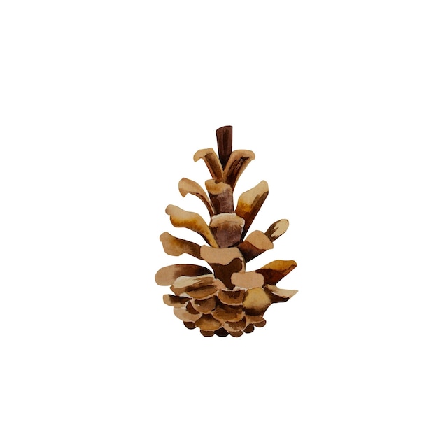 Pine cone Watercolor illustration on an isolated background New Year Winter Home decoration