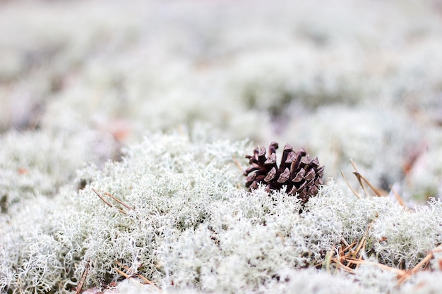 Pine cone on white lichen background