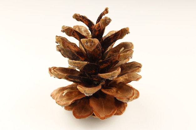 Pine cone on a white surface