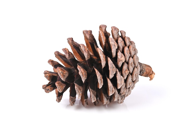 Pine cone with white ground