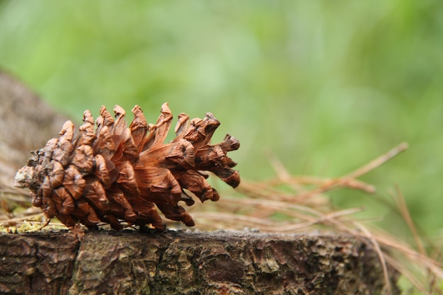 pine cone