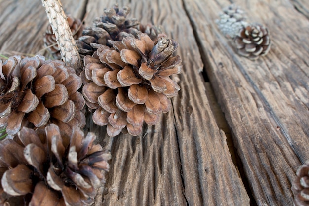 pine cone