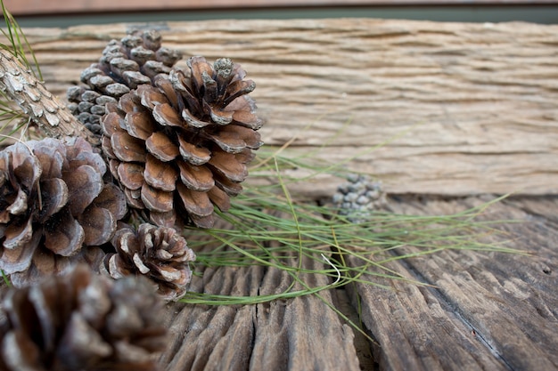 pine cone